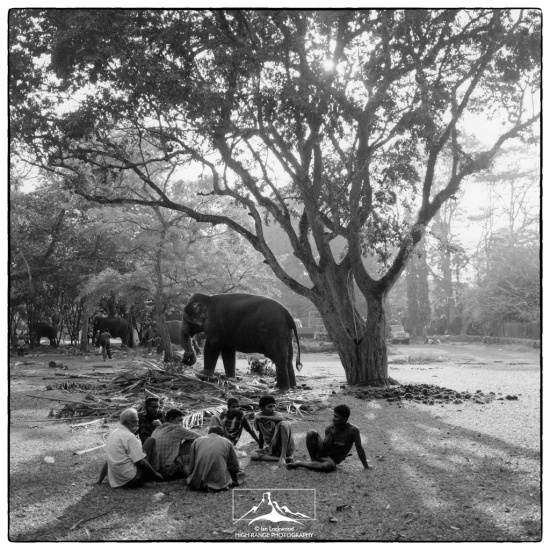 Viramahadevi_Park_Elephants#1(1_06)(LOGO).jpg